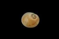 藏品(玉螺)的圖片